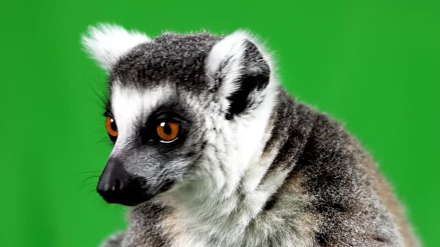 Close‑Up Portrait of Ring‑Tailed Lemur on Green Screen &ndash; Detailed Wildlife Shot