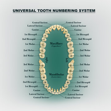 Universal tooth numbering system
