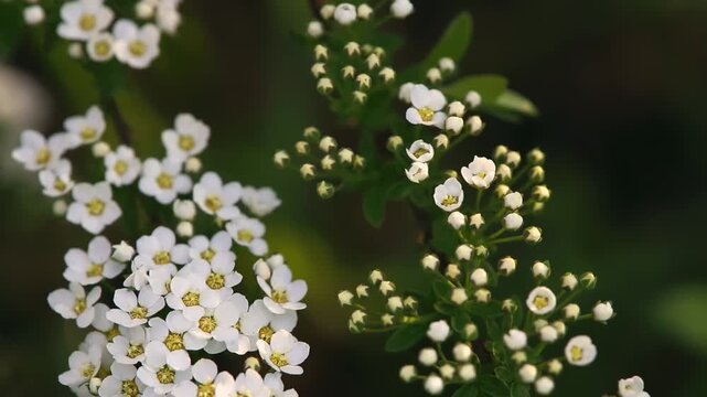 Detailed view of blooming white spring flowers and unopened buds on a green leafy branch, set against a blurred background
