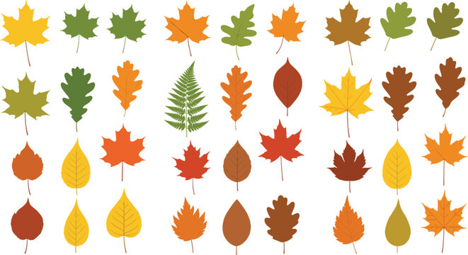 Autumn leaves collection with maple, oak and birch foliage, colorful fall season elements set, flat cartoon vector illustration isolated on white background
