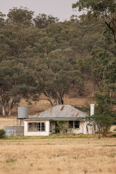 Dilapidated rural farmhouse with corrugated iron roof surrounded by dry grass and eucalyptus trees