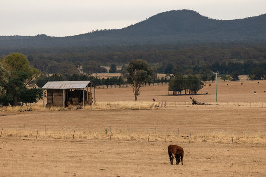 Rural Australian landscape with hay bales, cattle, and a distant mountain range