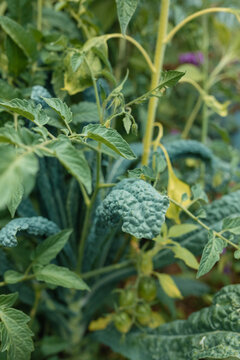 Close-up of kale and young tomato plants growing together in a vegetable garden