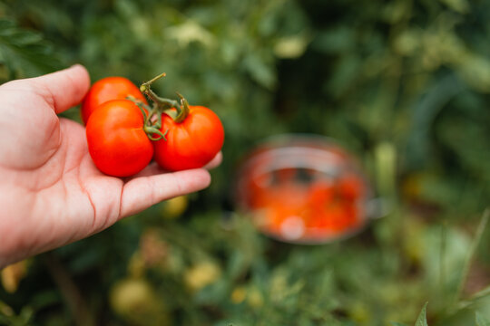 Hand holding freshly picked ripe red tomatoes from the garden at harvest time