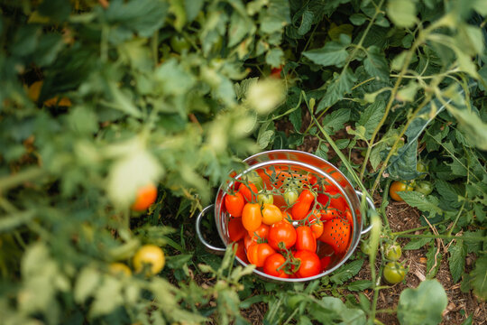 Freshly harvested ripe tomatoes in a metal colander surrounded by lush green tomato plants