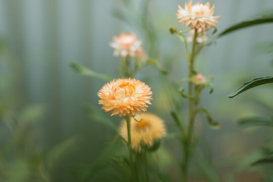Delicate orange strawflower blooms with soft focus background and green foliage