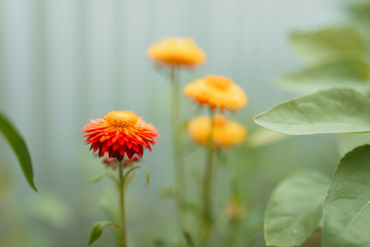 Close-up of vibrant orange and yellow strawflowers blooming in a garden with soft focus background