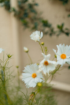 Delicate white cosmos flowers bloom in soft focus garden setting