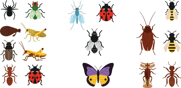 Insects collection set with beetles, flies, ladybugs, cockroaches, termites and butterfly, detailed cartoon bug illustrations vector isolated on white background