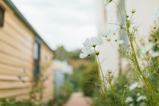 Delicate white cosmos flowers bloom along pathway beside a rustic building on a cloudy day
