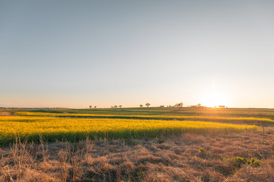 Vast yellow canola field bathed in the warm glow of a setting sun