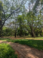 Obraz premium Lush green nature background with fresh leaves and natural sunlight”