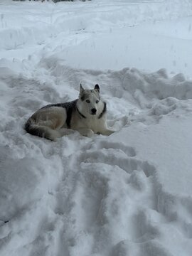 dog in snow