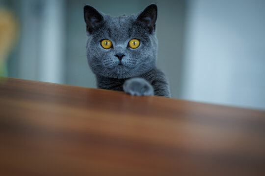 Adorable gray British Shorthair cat with striking golden eyes peeking over a wooden table indoors.
