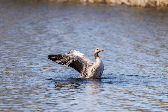 Beautiful wildlife photograph of a greylag goose spreading its wings while swimming on calm blue water.