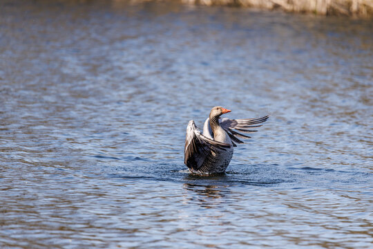 Beautiful wildlife photograph of a greylag goose spreading its wings while swimming on calm blue water.