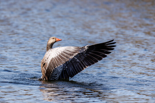 Beautiful wildlife photograph of a greylag goose spreading its wings while swimming on calm blue water.
