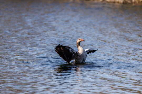 Beautiful wildlife photograph of a greylag goose spreading its wings while swimming on calm blue water.