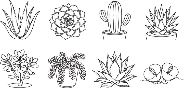Collection of eight unique line art succulent and cactus illustrations isolated on a white background