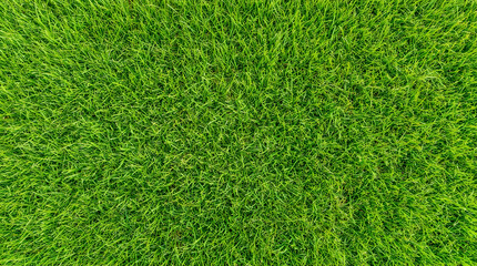 Fototapeta premium Spring green grass background for eco friendly branding and sustainable environment projects 8k high resolution bright sunlit lawn texture no text