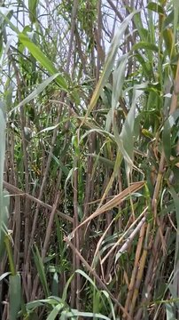 Dense Arundo donax giant reed plants swaying under overcast sky