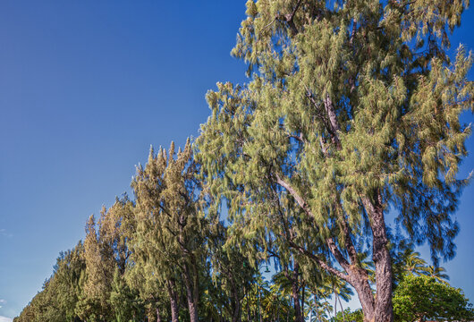 A Stand of Norfolk Pine Trees Under Blue Sky.
