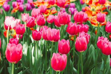 Fototapeta premium Blooming bright pink colorful tulips in the park. Beautiful natural floral background