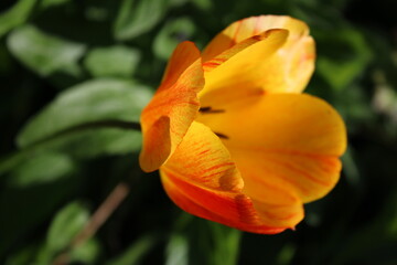 Fototapeta premium Eine offene, aufgeblühte Tulpe in rot, orange und gelb im Sommerlicht in einem ruhigen Garten