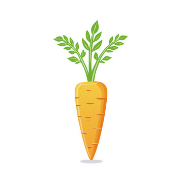 Vibrant orange carrot with fresh green leaves representing healthy eating and root vegetables