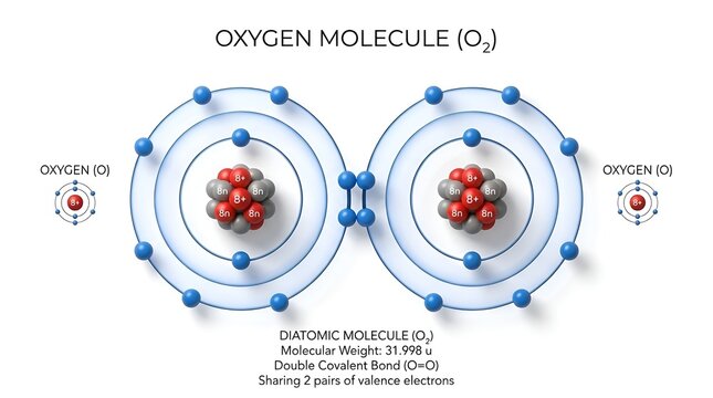 Scientific Illustration of an Oxygen Molecule O2 Structure