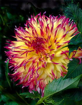 View of dahlia in the garden. Variety - Myrtle's folly