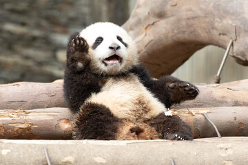 Cute Little baby panda is waving hand © foreverhappy