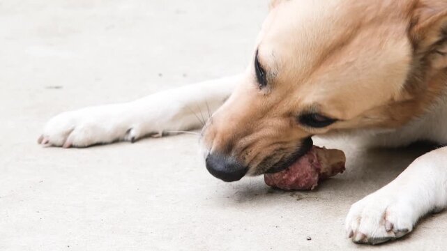 cute mixed breed dog chewing a snack on the dog outdoor in the yard, cleaning teeth