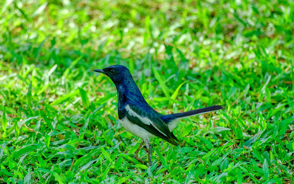An Oriental Magpie-Robin on a lawn
