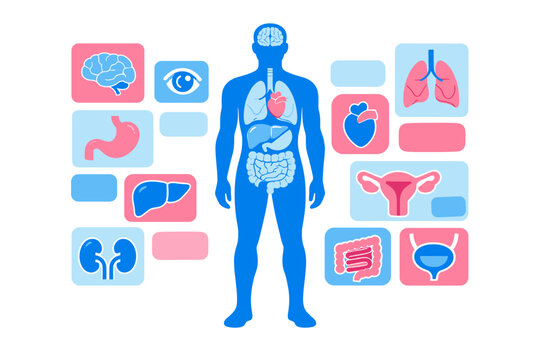 Human Internal Organs Diagram Detailed anatomical illustration showcasing major body systems for medical education and scientific understanding