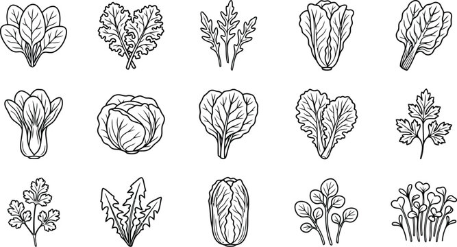 Set of 15 hand drawn leafy green vegetable icons