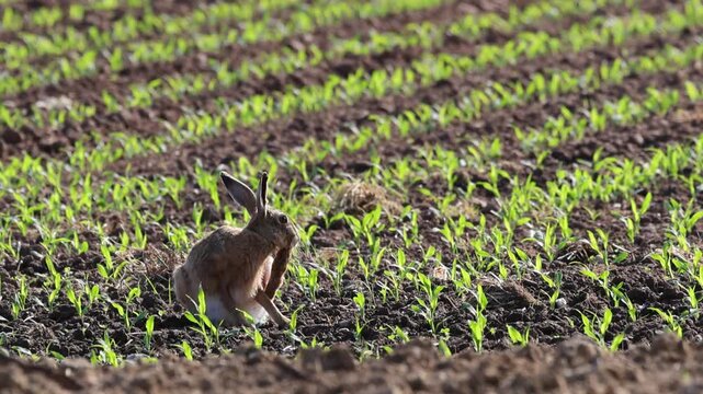 Hare in an agricultural field, hare cleaning its large paws, agriculture, farm, fieldwork, European hare in a meadow among seedlings, large ears and paws, wild hare, Leporidae, Lepus europaeus