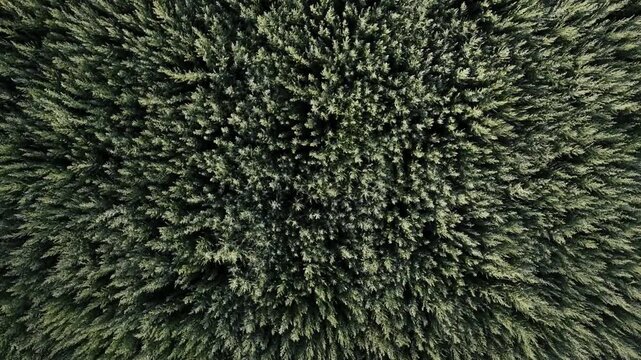 Drone shot over dense wormwood field used for absinthe production