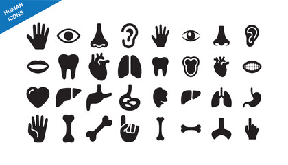 Obraz premium Human anatomy icons set. Detailed medical organs and body parts collection