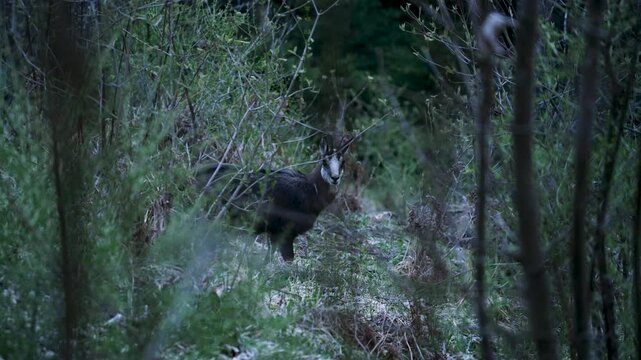 Wild alpine chamois standing on rocky mountain terrain surrounded by breathtaking alpine scenery, capturing natural beauty, wildlife freedom and authentic wilderness moments in untouched nature
