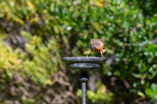 European robin taking rehydrated meal worms from a small garden water bowl