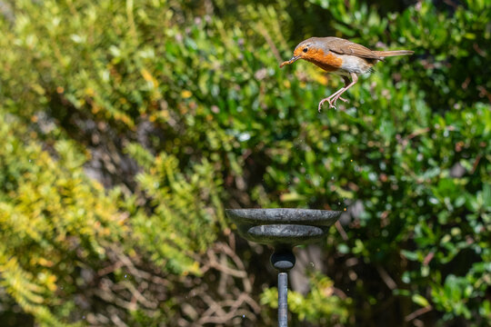 European robin taking rehydrated meal worms from a small garden water bowl