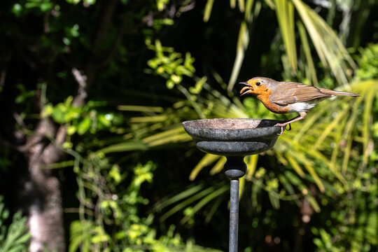 Down the hatch. European robin taking rehydrated meal worms from a small garden water bowl
