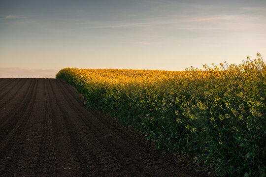 Blooming yellow rapeseed field in beautiful spring landscape