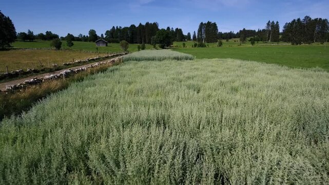 Top view of wormwood plants with dense green texture