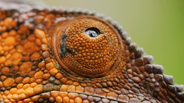 Extreme close up of eyes of a Panther Chameleon (Furcifer pardalis) in Madagascar island