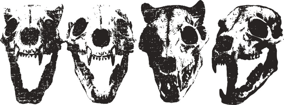 Four black and white animal skull illustrations with detailed teeth and bone structures