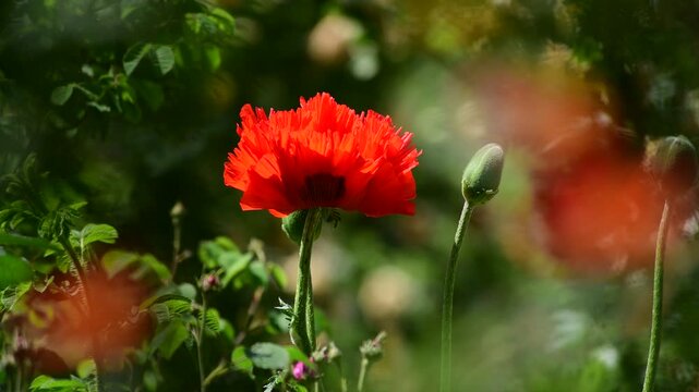 Nice Papaver  flower at summer time 4k video