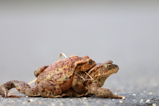 common toad