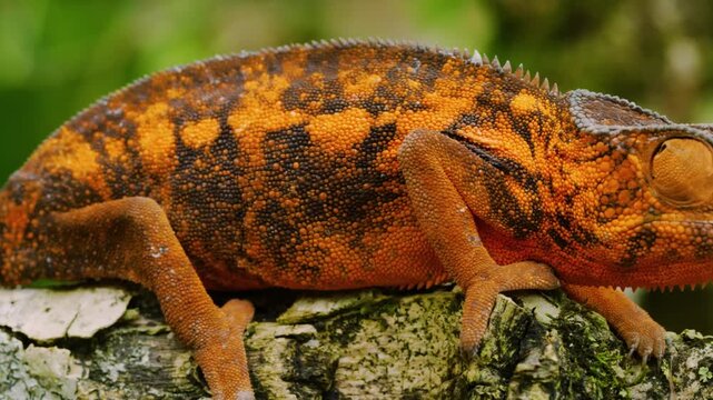 Beautiful footage of a Panther Chameleon (Furcifer pardalis) in tropical rainforest of Madagascar island